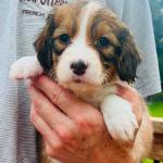 GLACIER ICE FIVE WEEKS GIRL