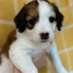 Halle Berry 5 weeks