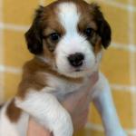 Patrick Swayze 5 weeks