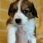 Richard Gere 5 weeks