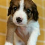Rob Lowe 5 weeks