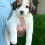 Halle Berry 6 weeks