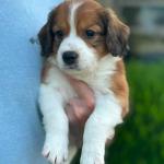 Richard Gere 6 weeks