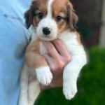 Rob Lowe 6 weeks