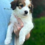 Meghan Fox 6 weeks