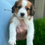 Patrick Swayze 6 weeks